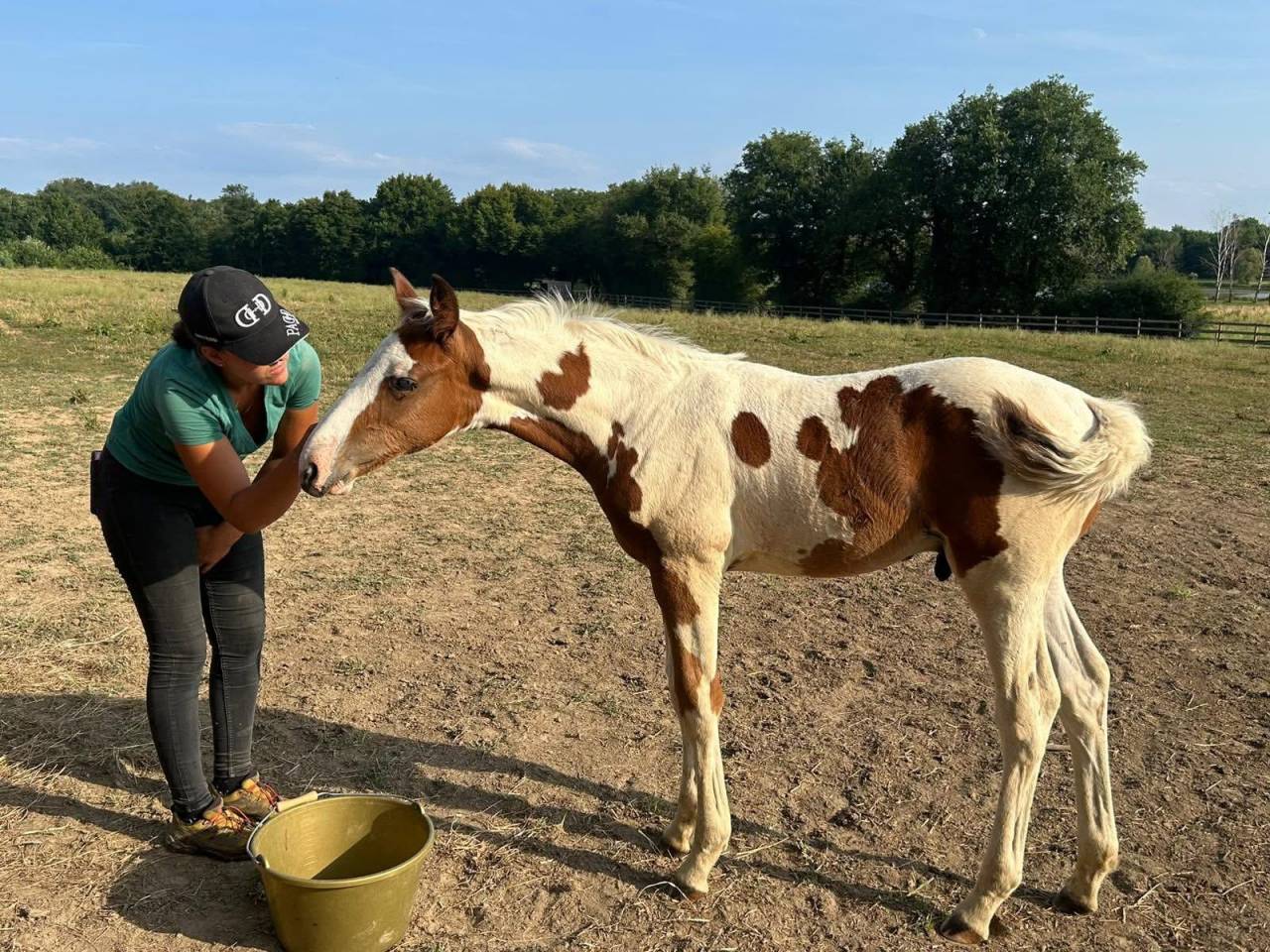 Poulain mâle 2025 cso 