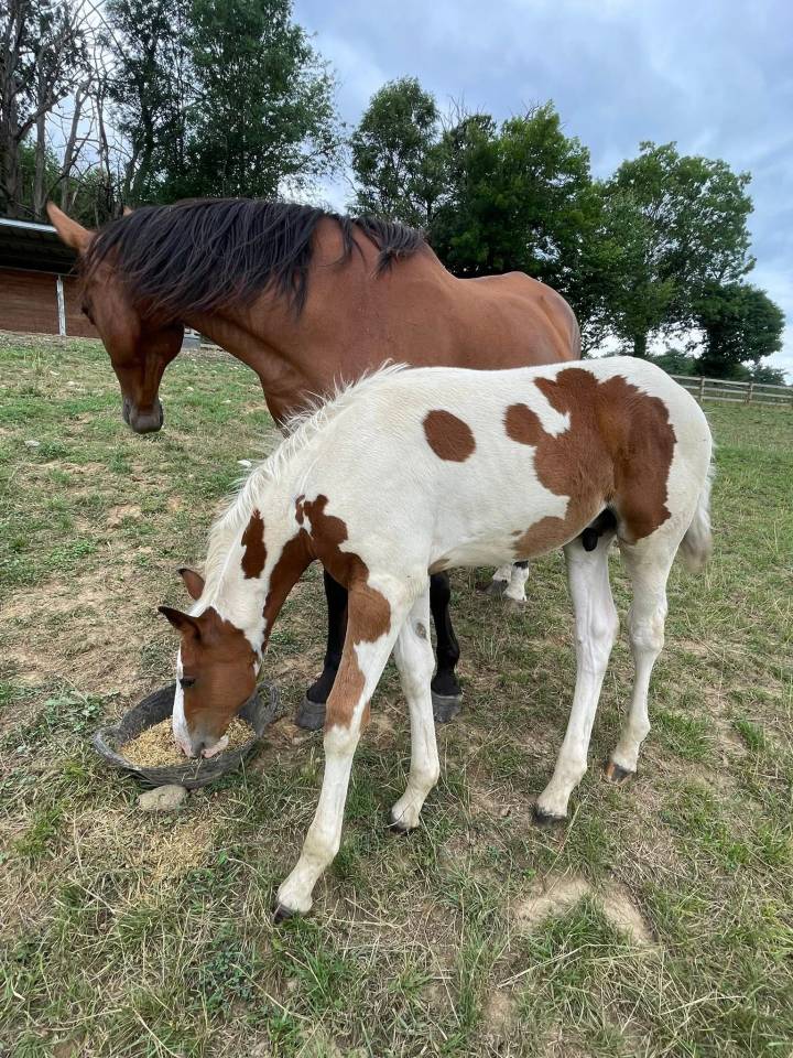 Poulain mâle 2025 cso 