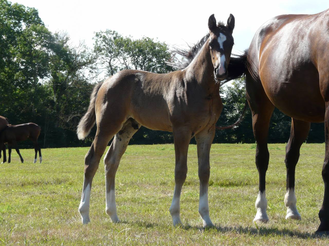 Selle Francais - 3 ans - Bai fonce Hongre - 160 cm