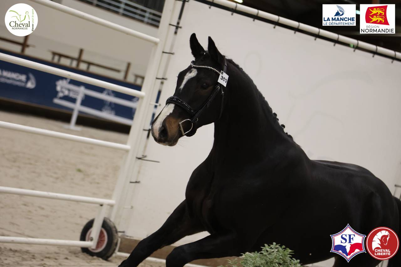 Selle Francais - 3 ans - Bai fonce Hongre - 160 cm