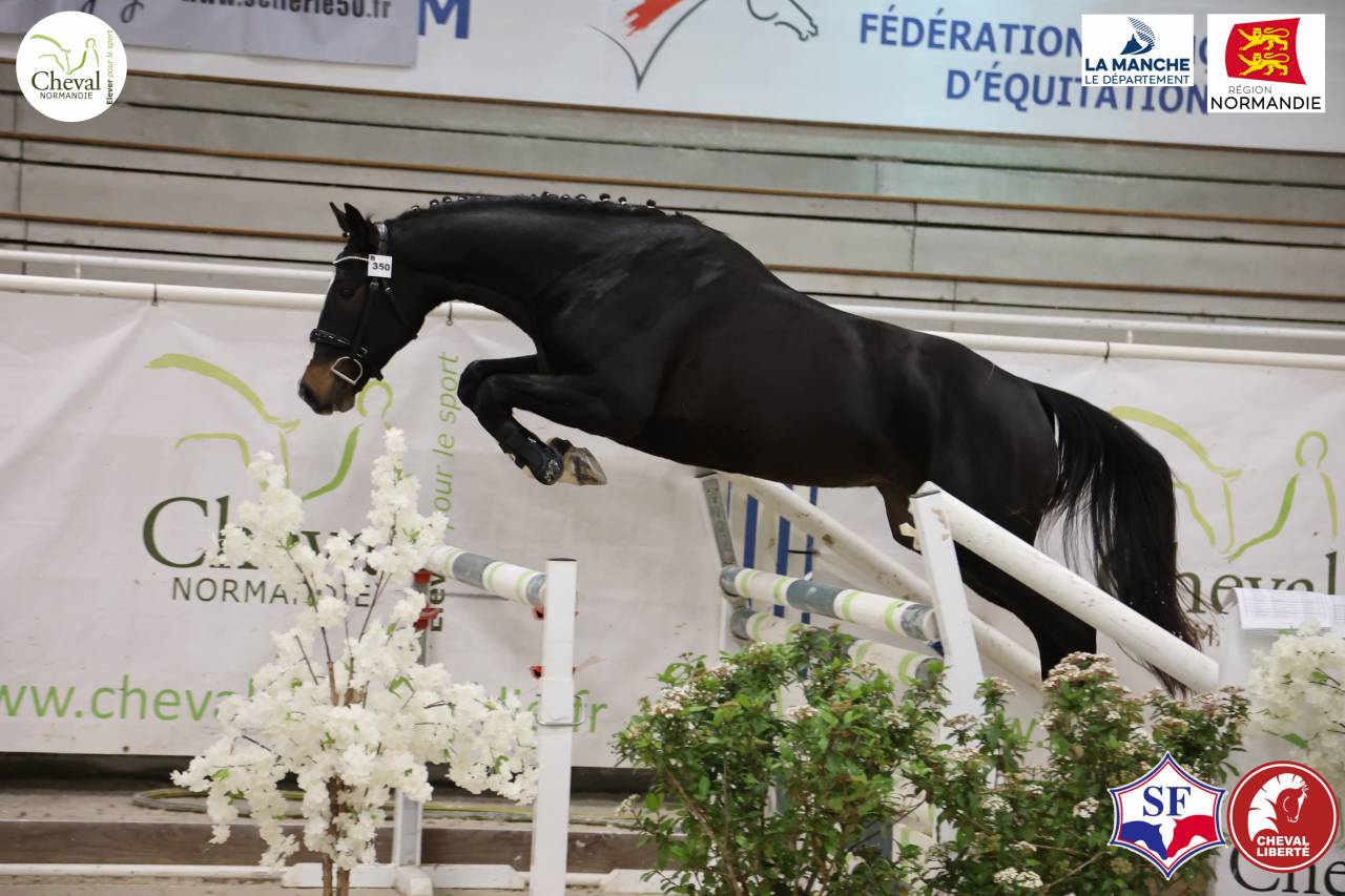 Selle Francais - 3 ans - Bai fonce Hongre - 160 cm