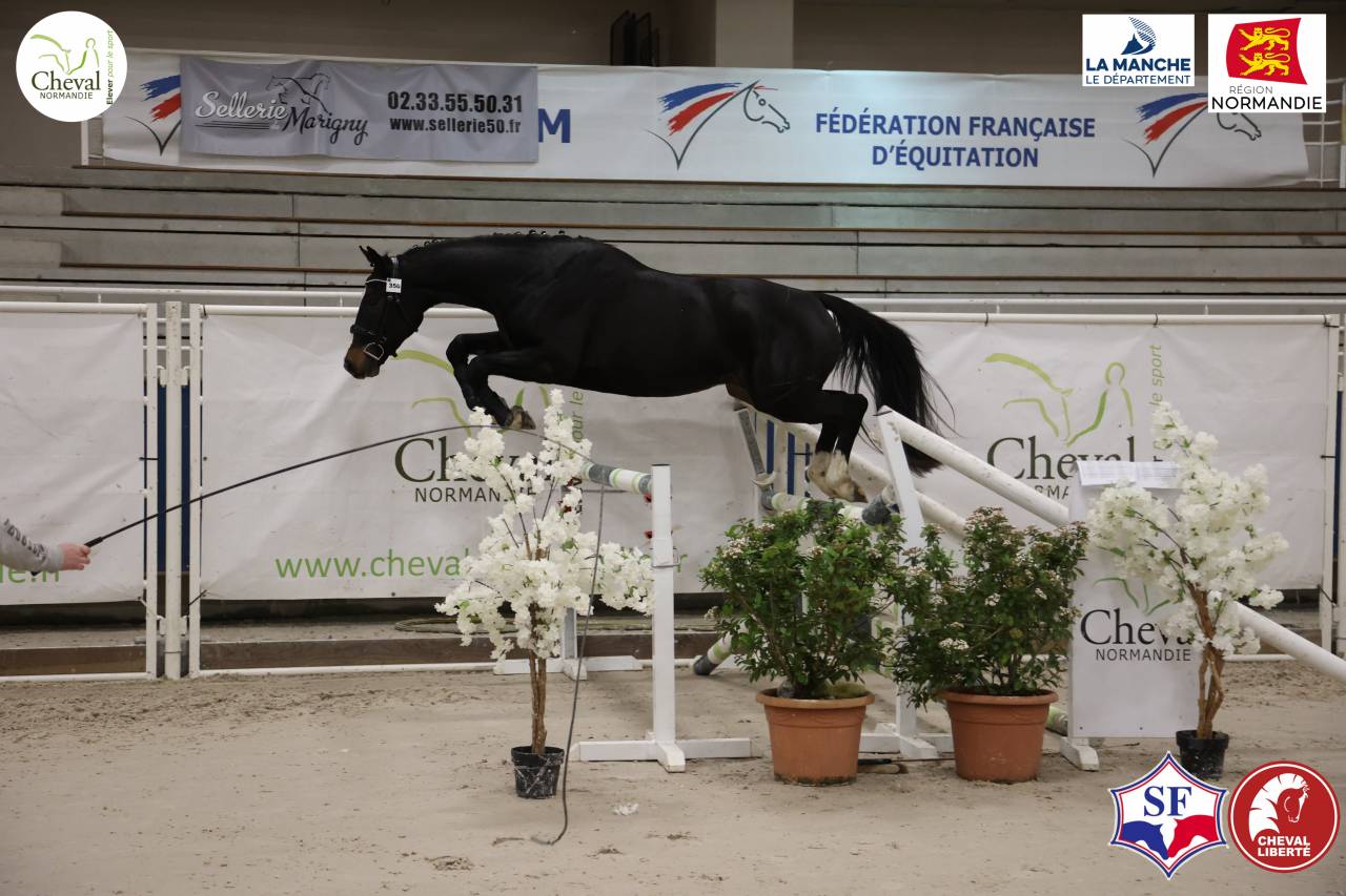 Selle Francais - 3 ans - Bai fonce Hongre - 160 cm