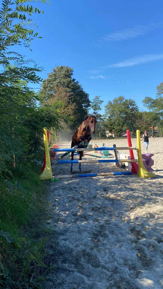 Jument PS de 3 ans à vendre