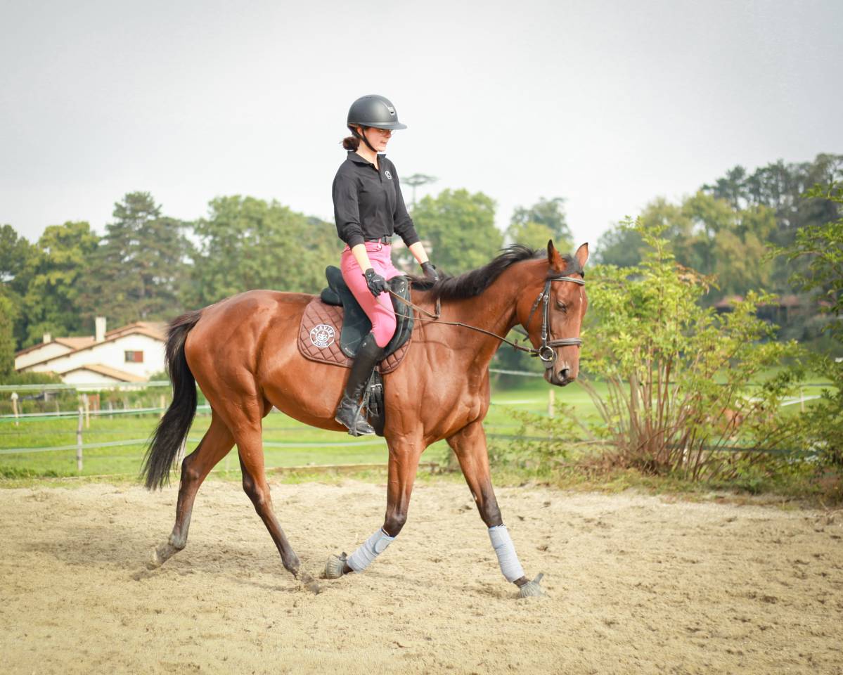 Jument PS de 3 ans à vendre