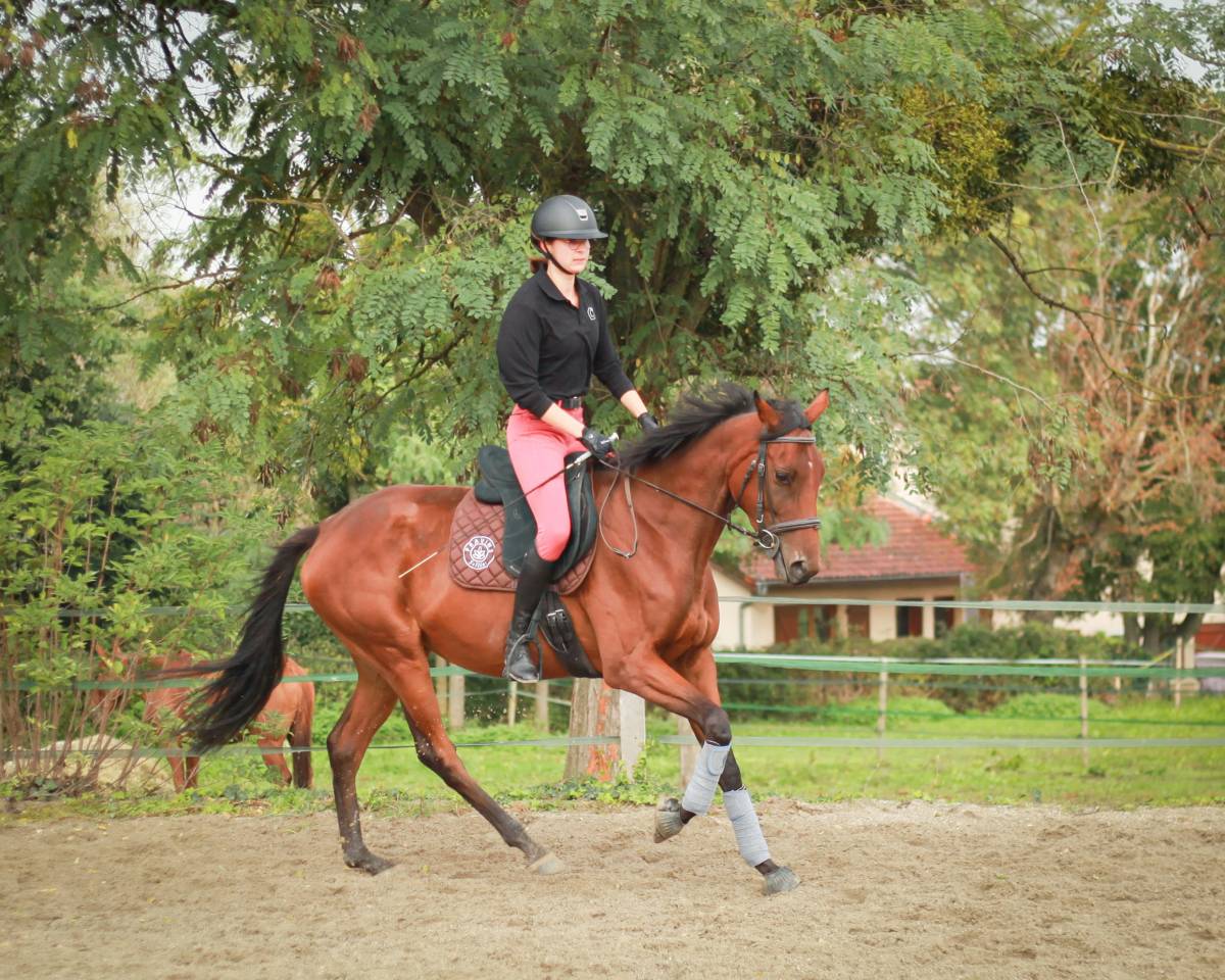 Jument PS de 3 ans à vendre