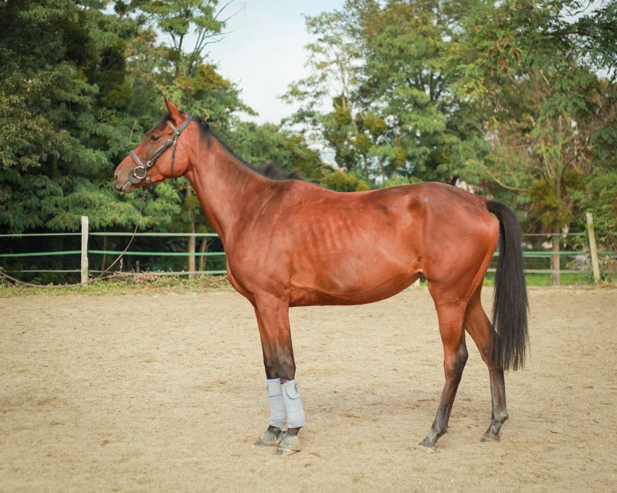 Jument PS de 3 ans à vendre