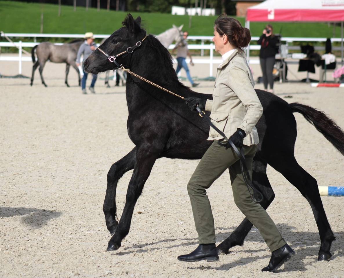 OPTIMUM D'ESTEL Connemara - 1 an - Bai melange Mâle
