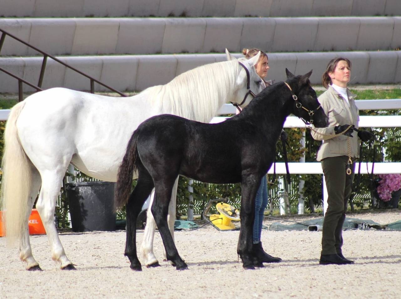 OPTIMUM D'ESTEL Connemara - 1 an - Bai melange Mâle