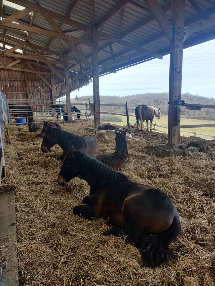 Pension chevaux et poulains &agrave; Muret (31)