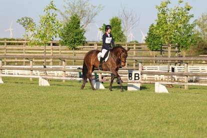 Jument PSL 7 ans très polyvalente 1.57m