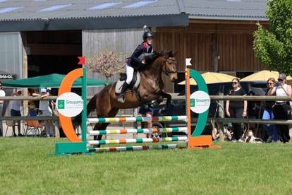 Jument PSL 7 ans très polyvalente 1.57m