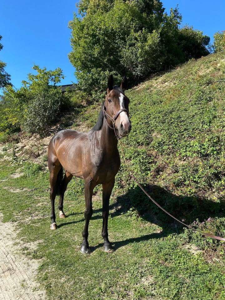 pur-sang a vendre 