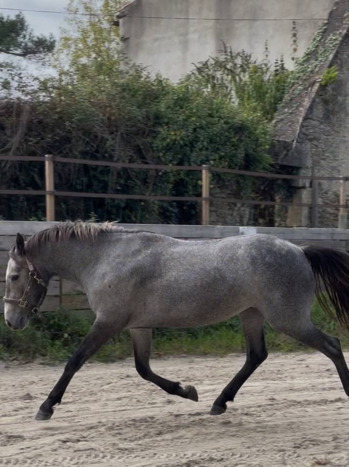 Ponette PFS 