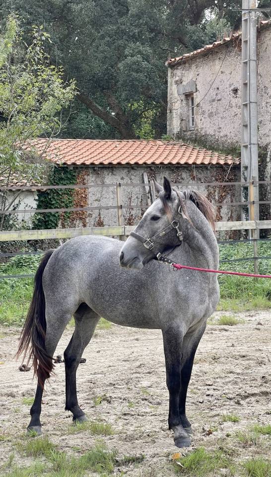 Ponette PFS 