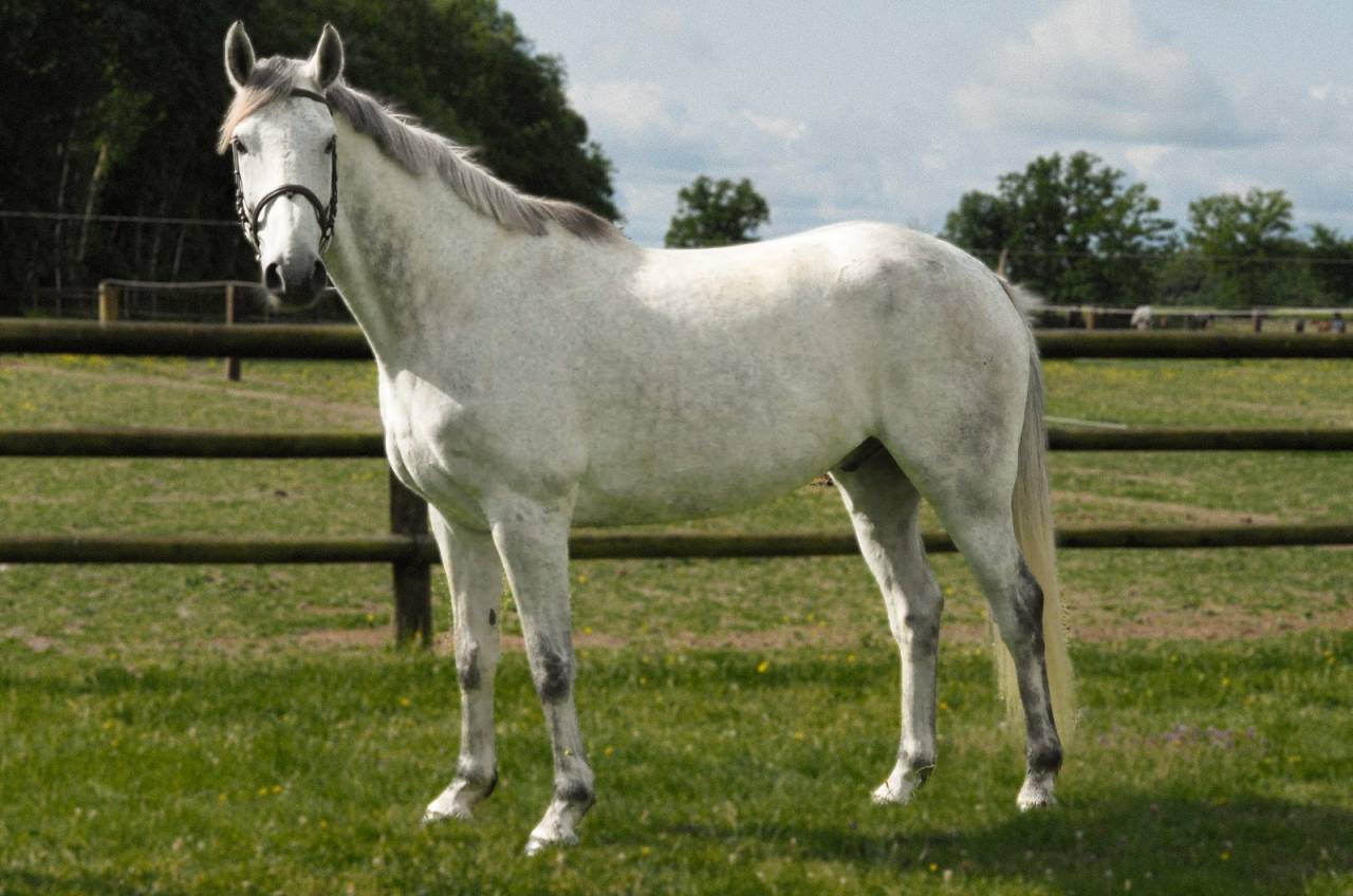 cheval Zangershide, de 2018