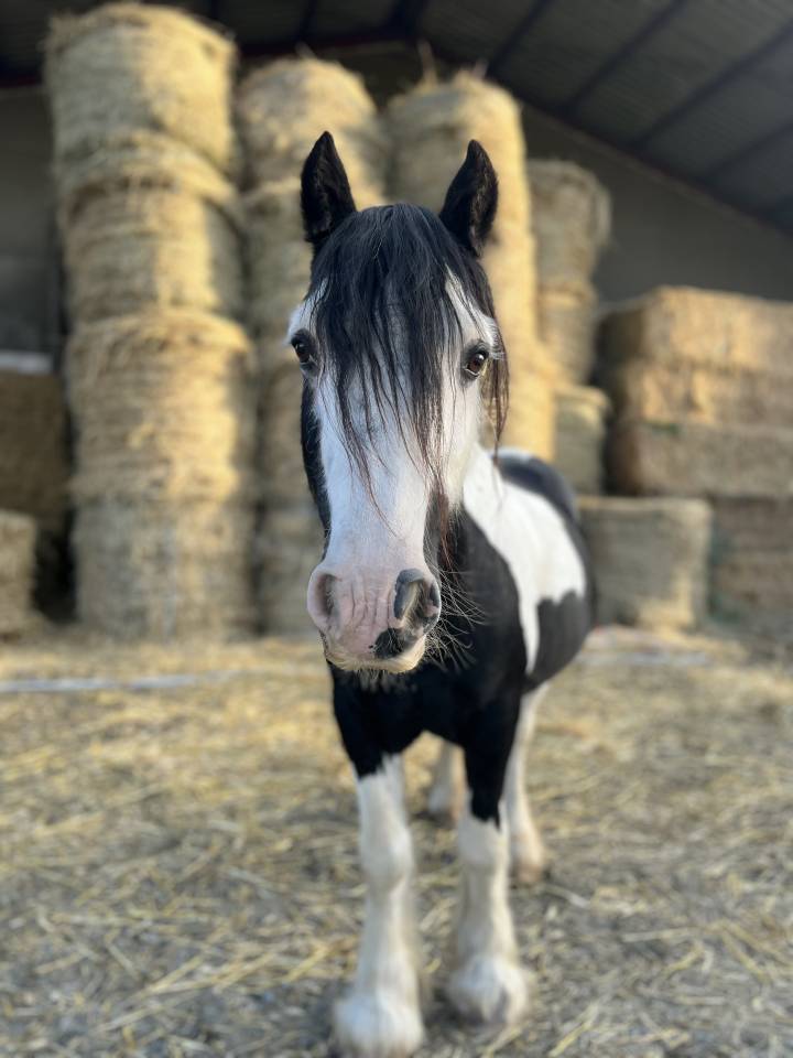 PONEY C POUR PRE RETRAITE