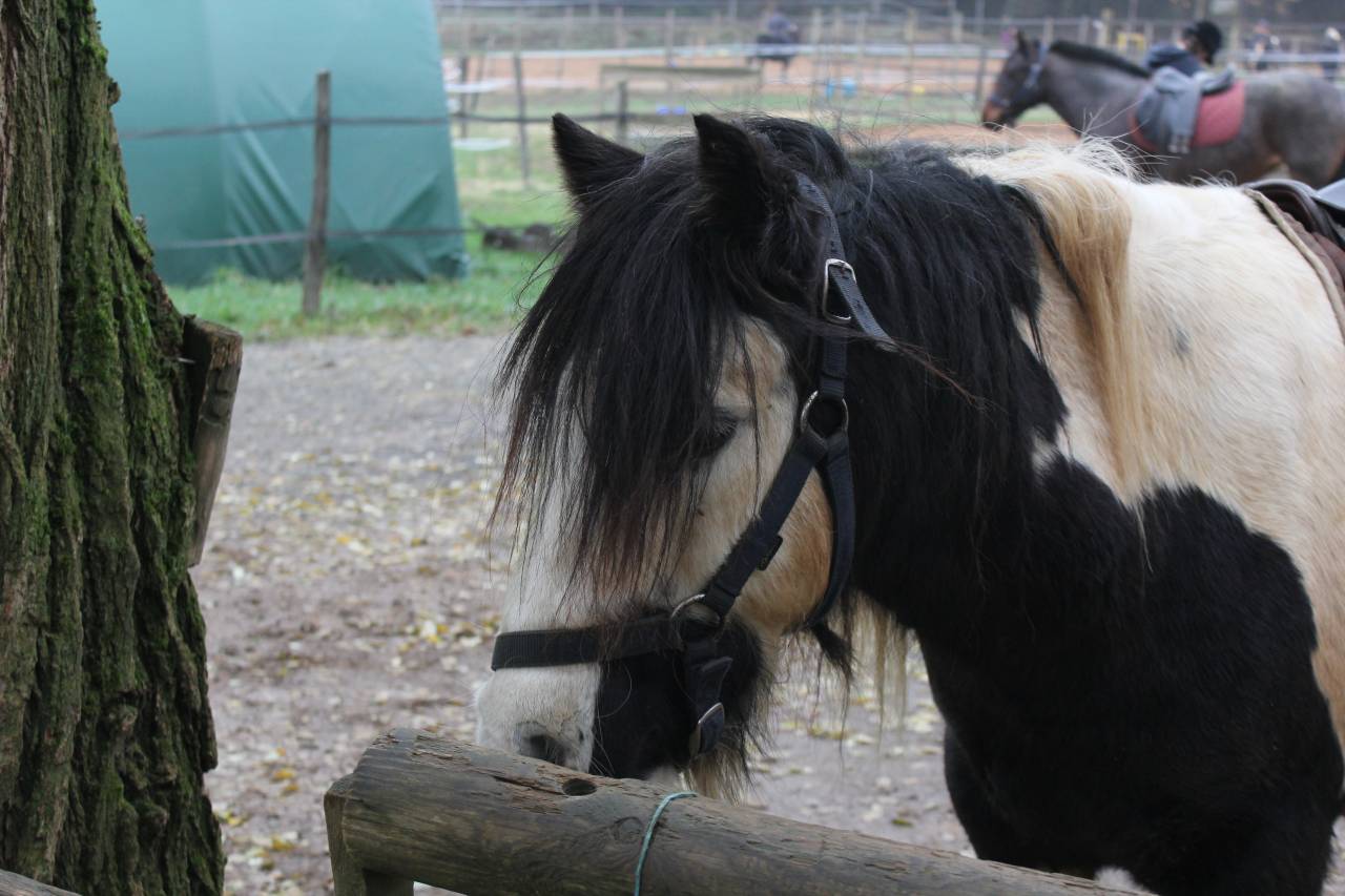 PONEY C POUR PRE RETRAITE