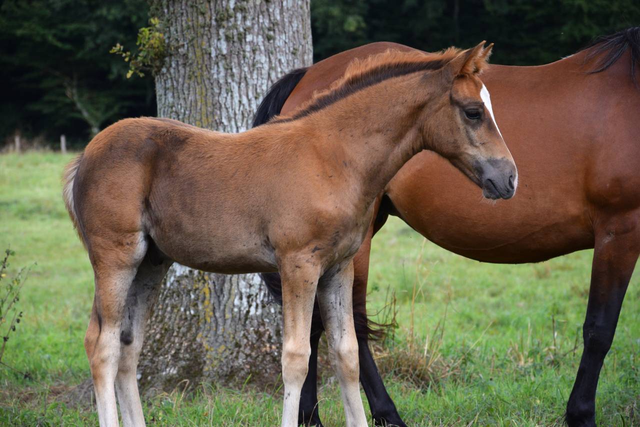Foal mâle NF pour sport et/ou repro