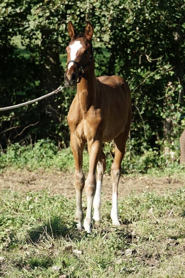Poulain Zangersheide mai 2025 
