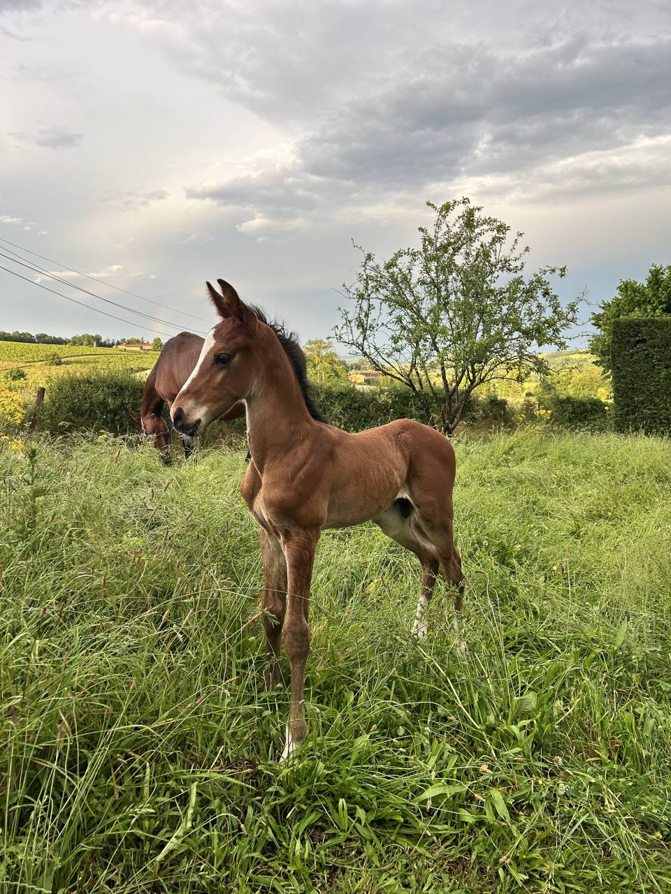 Poulain Zangersheide mai 2025 