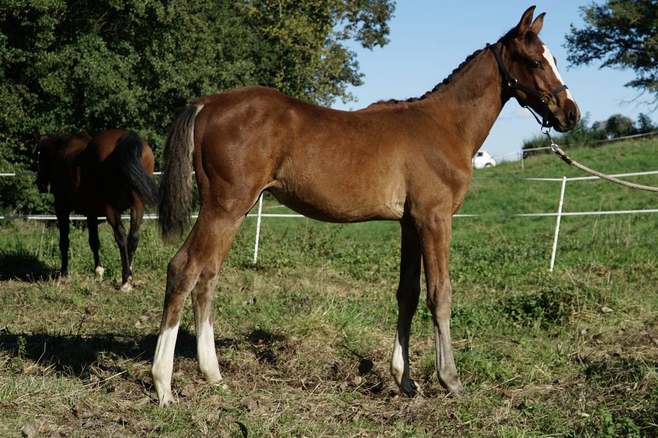 Poulain Zangersheide mai 2025 