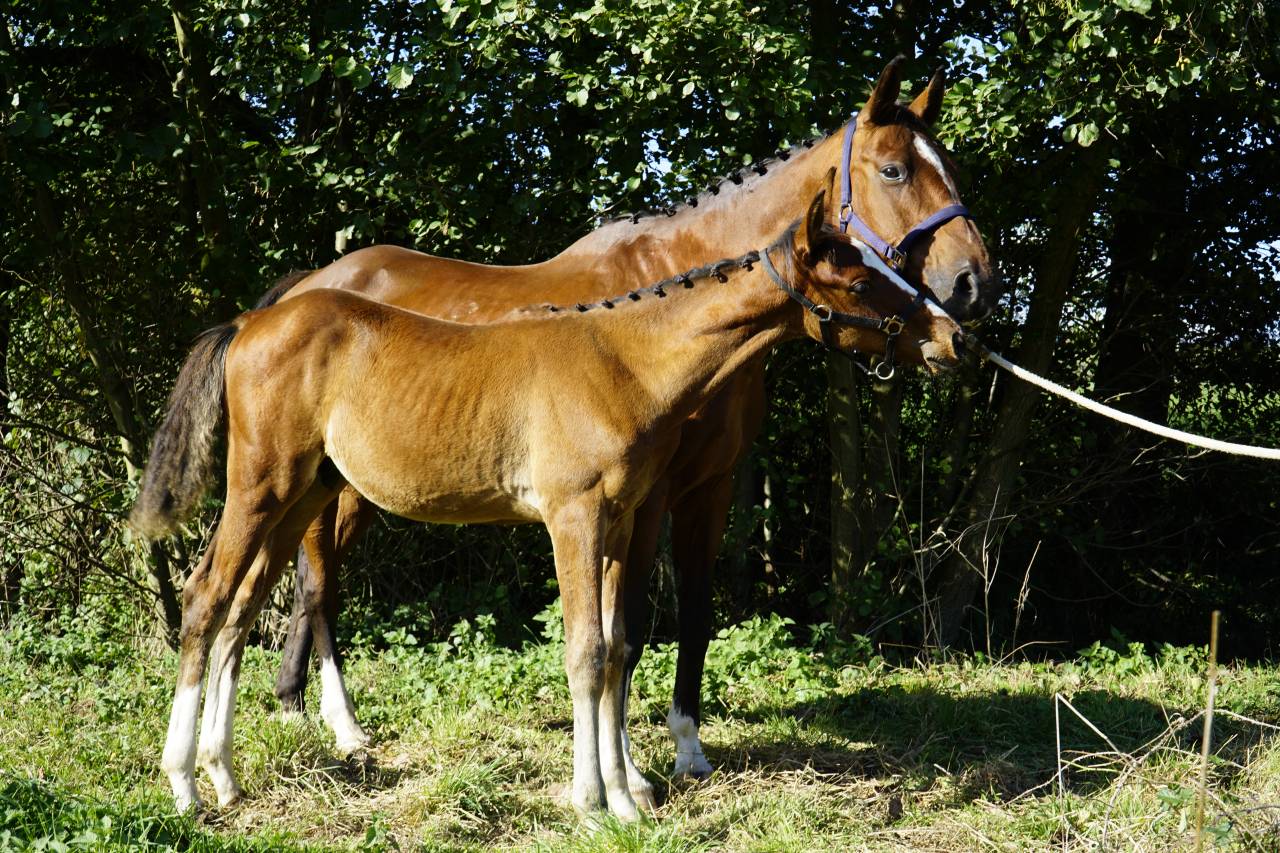 Poulain Zangersheide mai 2025 