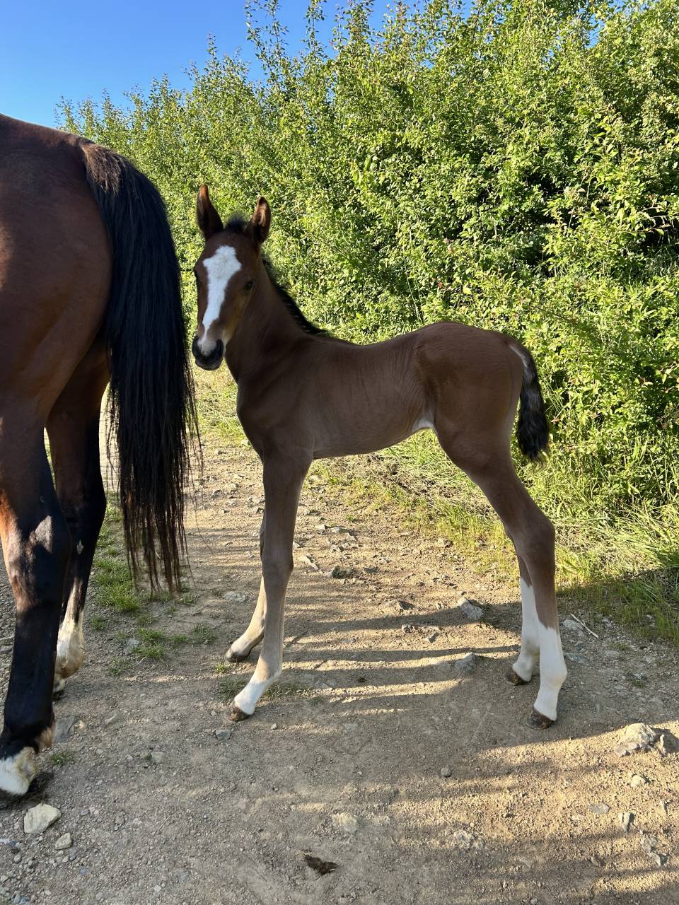 Poulain Zangersheide mai 2025 