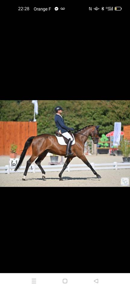 Cheval de dressage Am 1