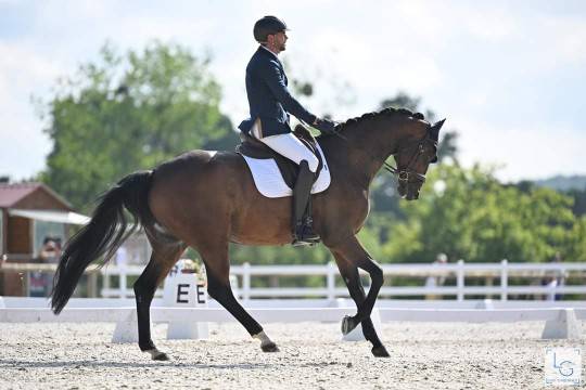 Cheval de dressage Am 1