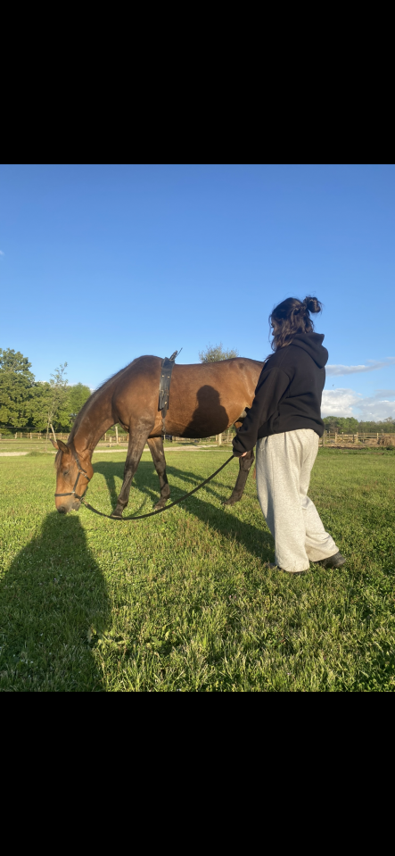 Poulinière selle français X trotteur