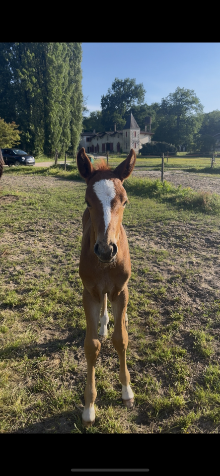 Poulinière selle français X trotteur