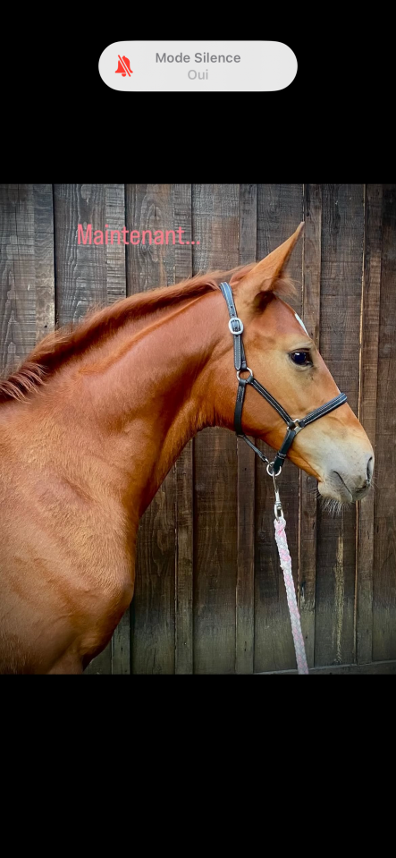 Poulinière selle français X trotteur