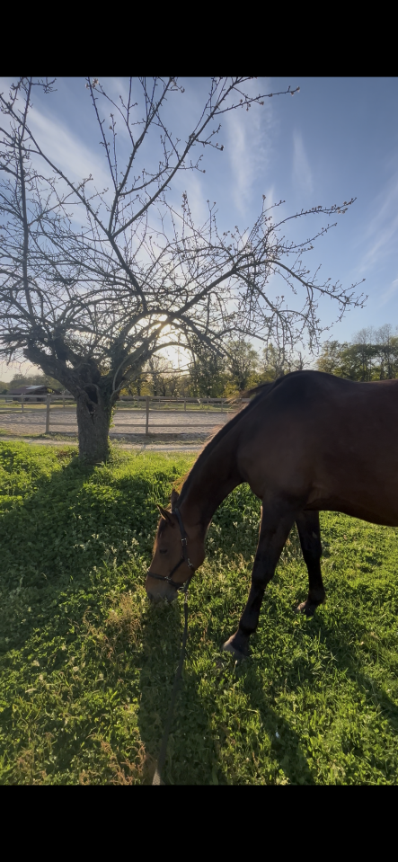 Poulinière selle français X trotteur