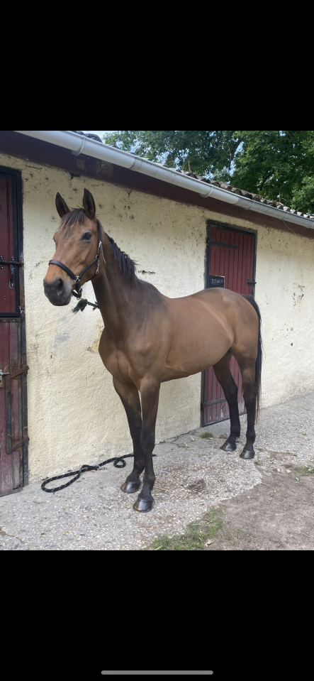 Poulinière selle français X trotteur