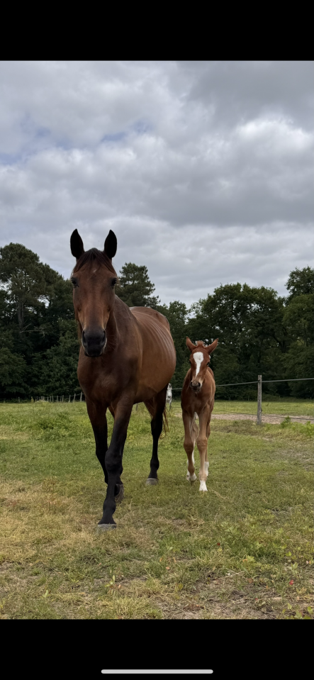 Poulinière selle français X trotteur
