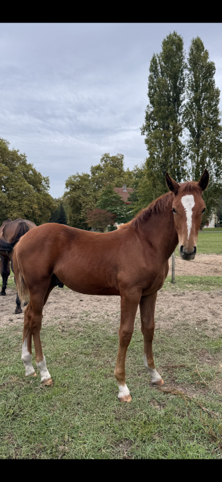 Poulinière selle français X trotteur