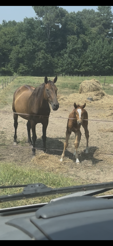 Poulinière selle français X trotteur