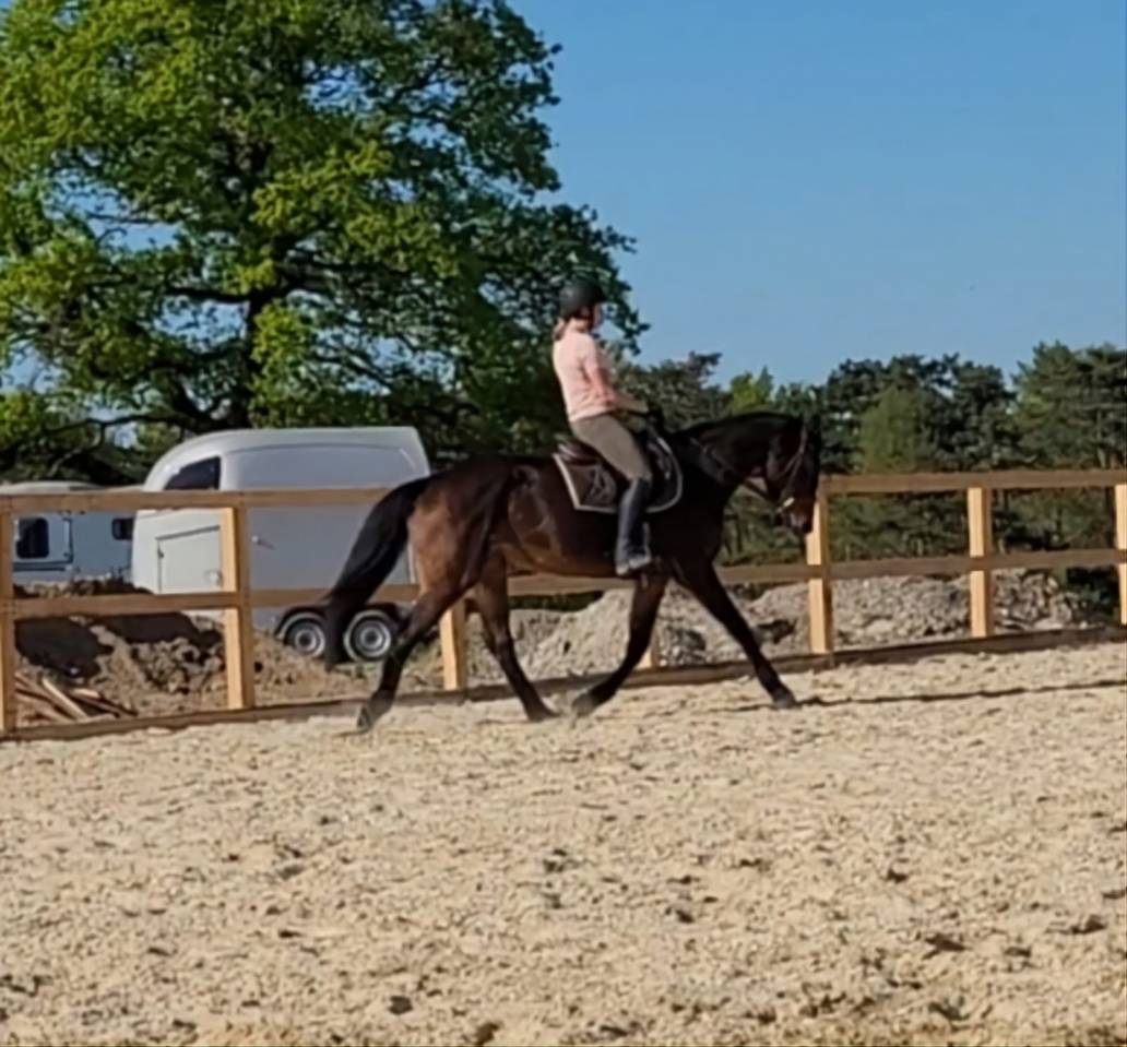 Jument à confier Rhône 