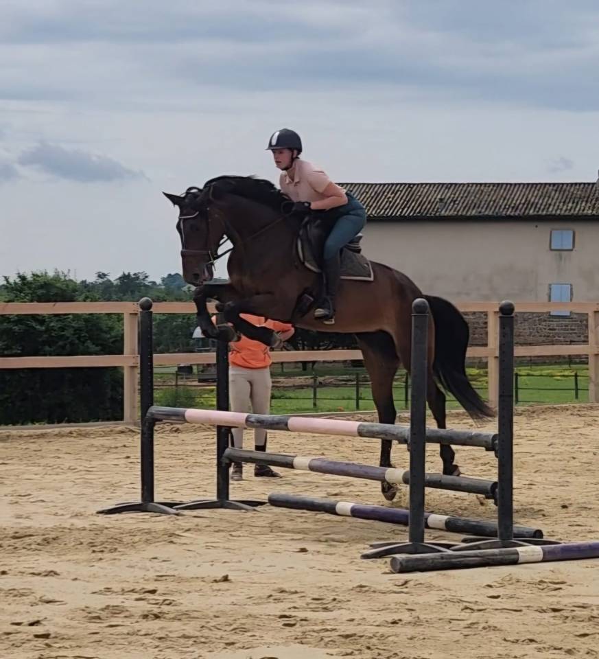 Jument à confier Rhône 