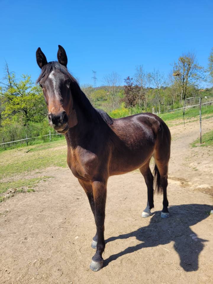 Jument à confier Rhône 