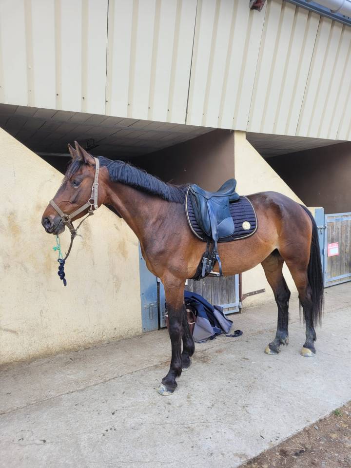 Jument à confier Rhône 