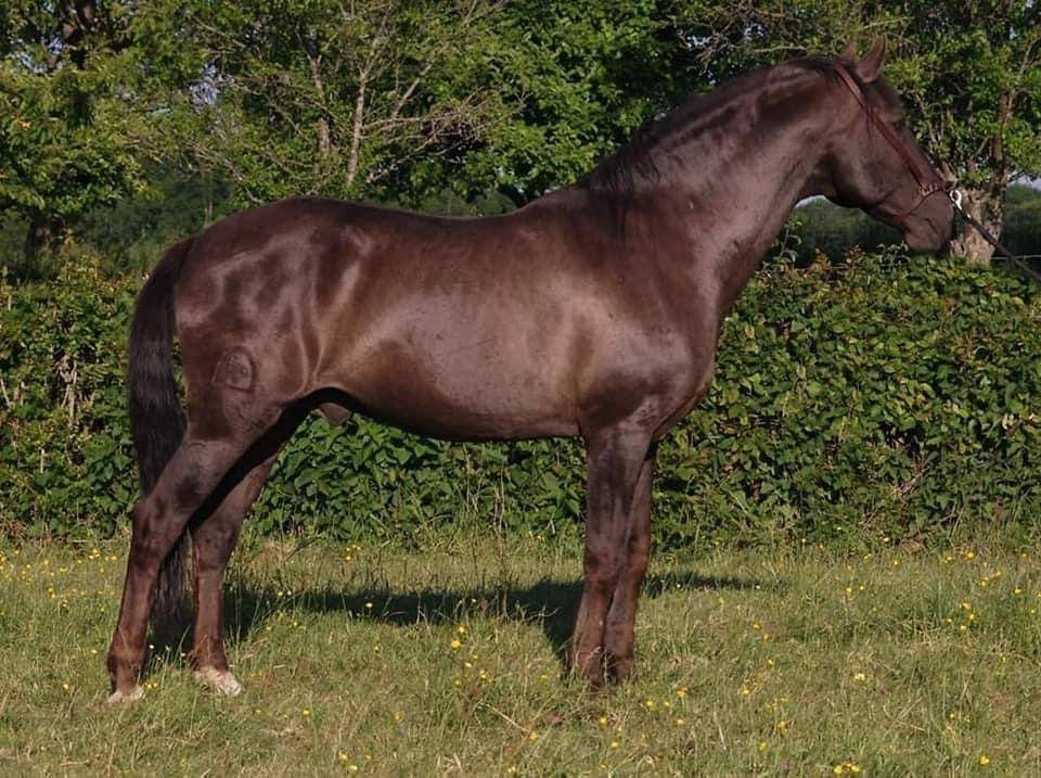 Hongre lusitanien, 3 ans 