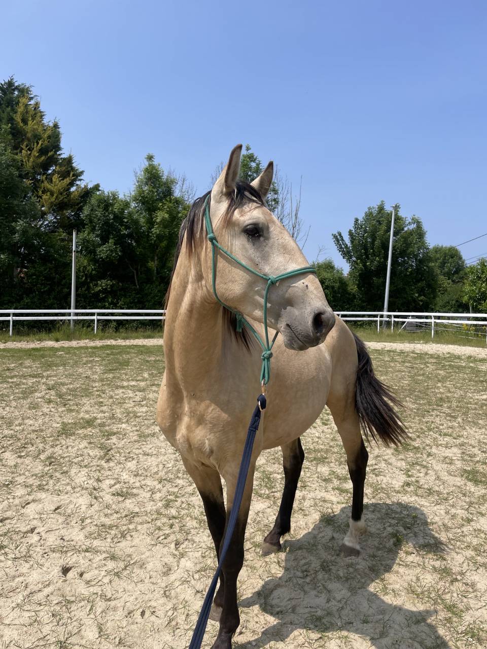 Hongre lusitanien, 3 ans 