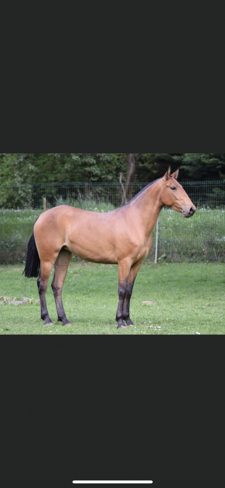 Hongre lusitanien, 3 ans 