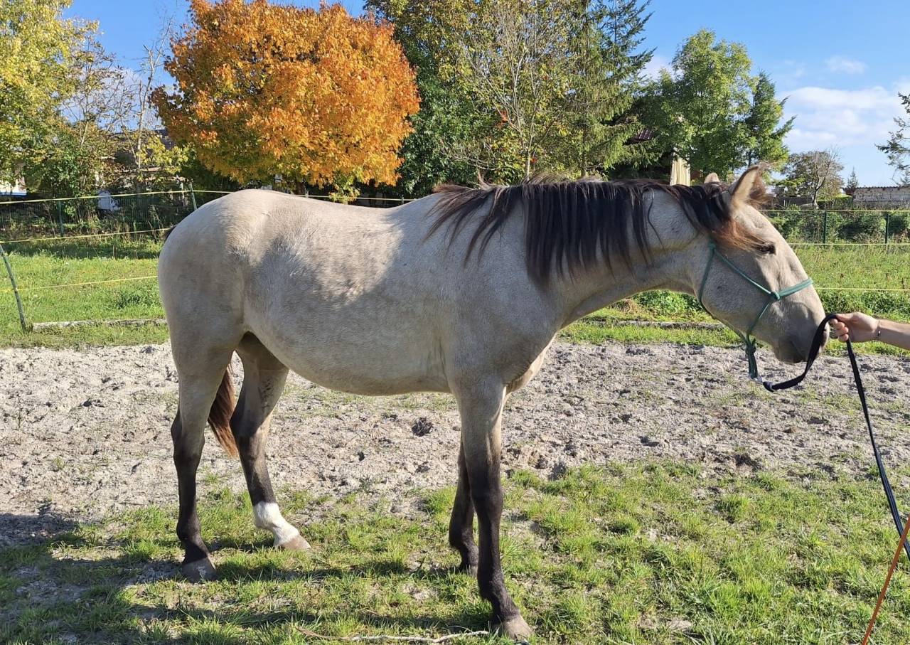 Hongre lusitanien, 3 ans 