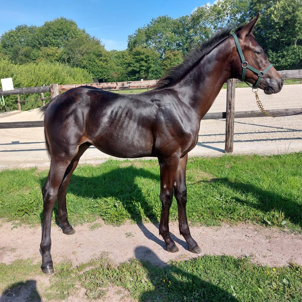 Magnifique foal chacco blue 2