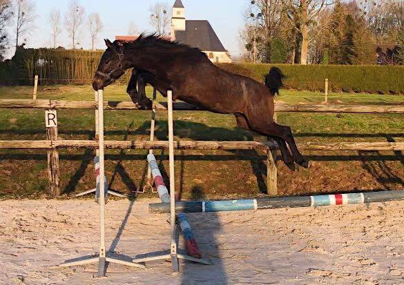 Jeune entier de 2 ans 