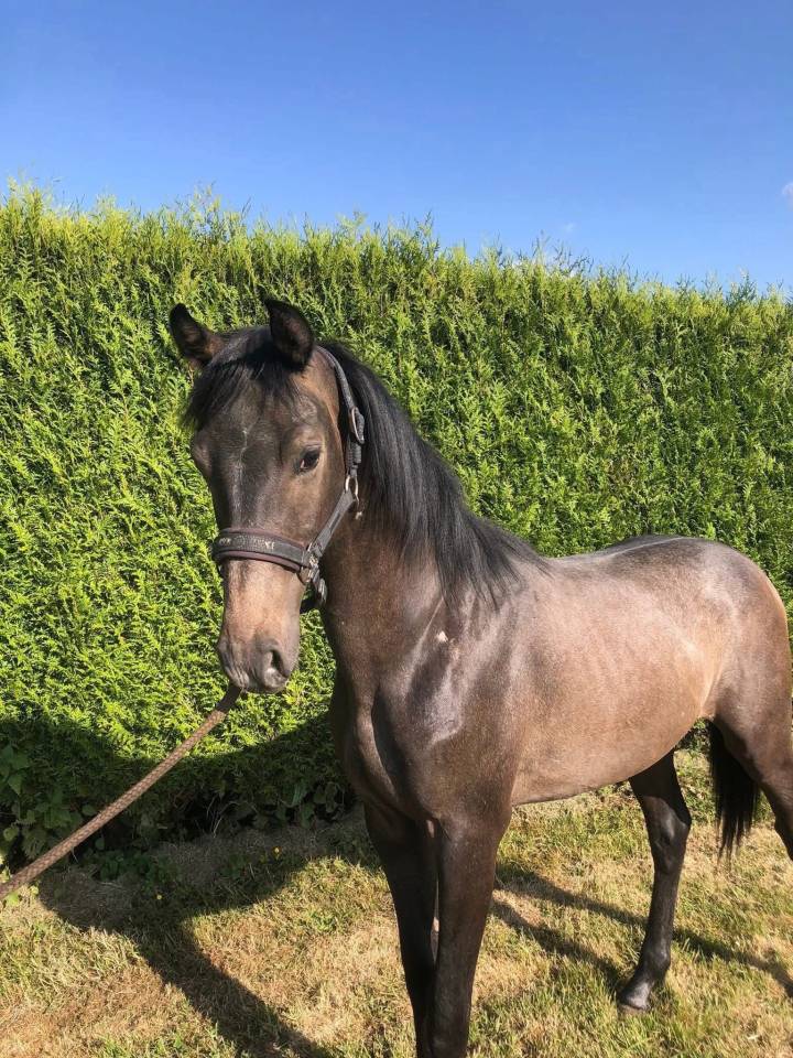 Jeune entier de 2 ans 