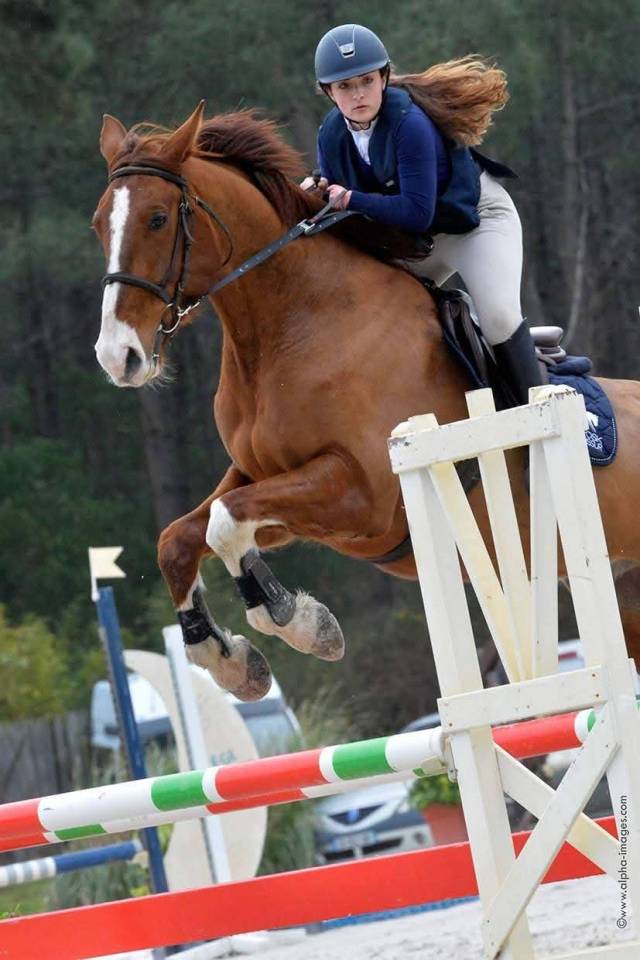 Hongre Diego du plasson 