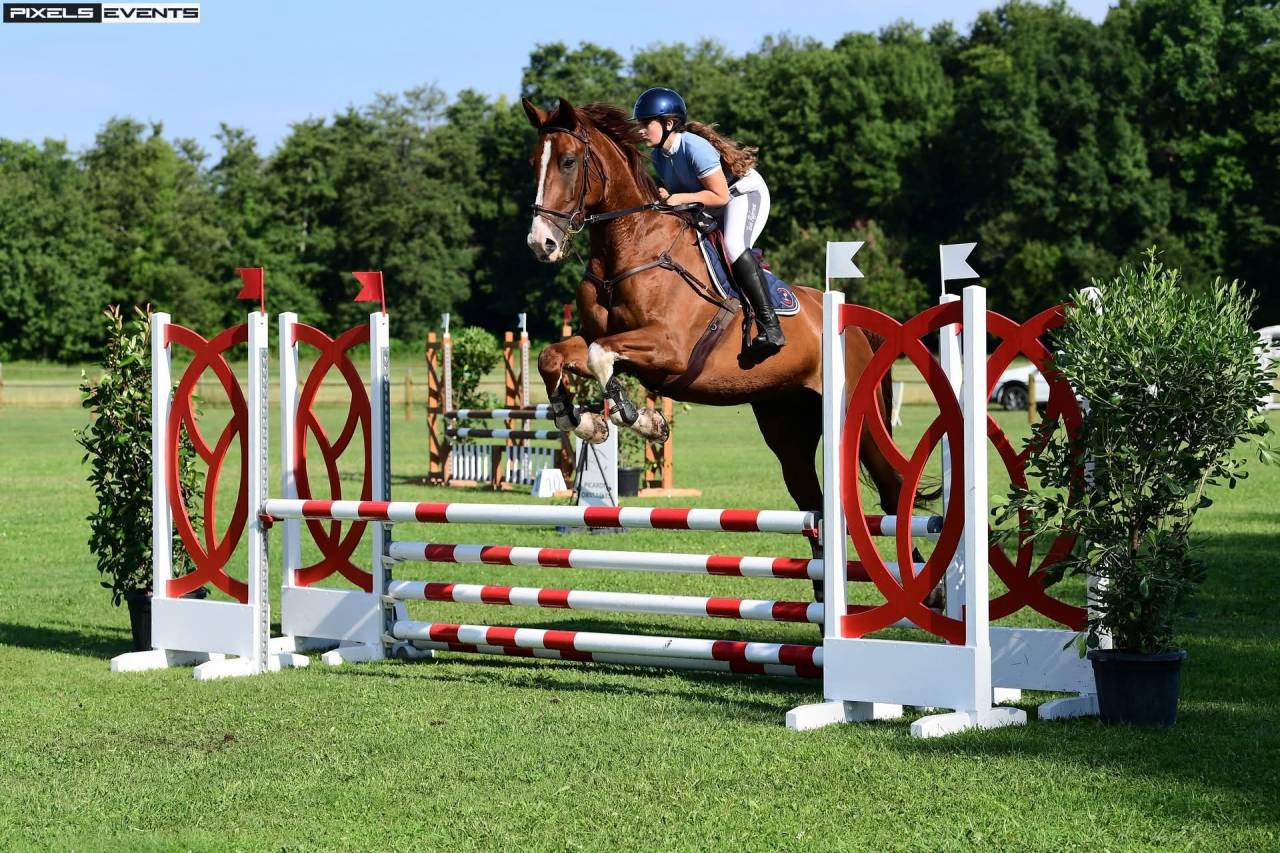 Hongre Diego du plasson 